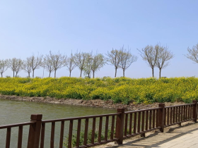 河南省虞城县利民镇—满城尽带黄金甲